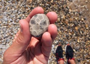 Petoskey Stone in a hand
